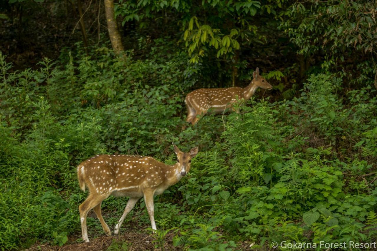 Gokarna Forest Resort Κατμαντού Εξωτερικό φωτογραφία